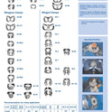 Clamp W8A (Wingless Clamp with Rigid Angular "Jaws", for Large Molars (Festooned Jaws for Molars' Roots)